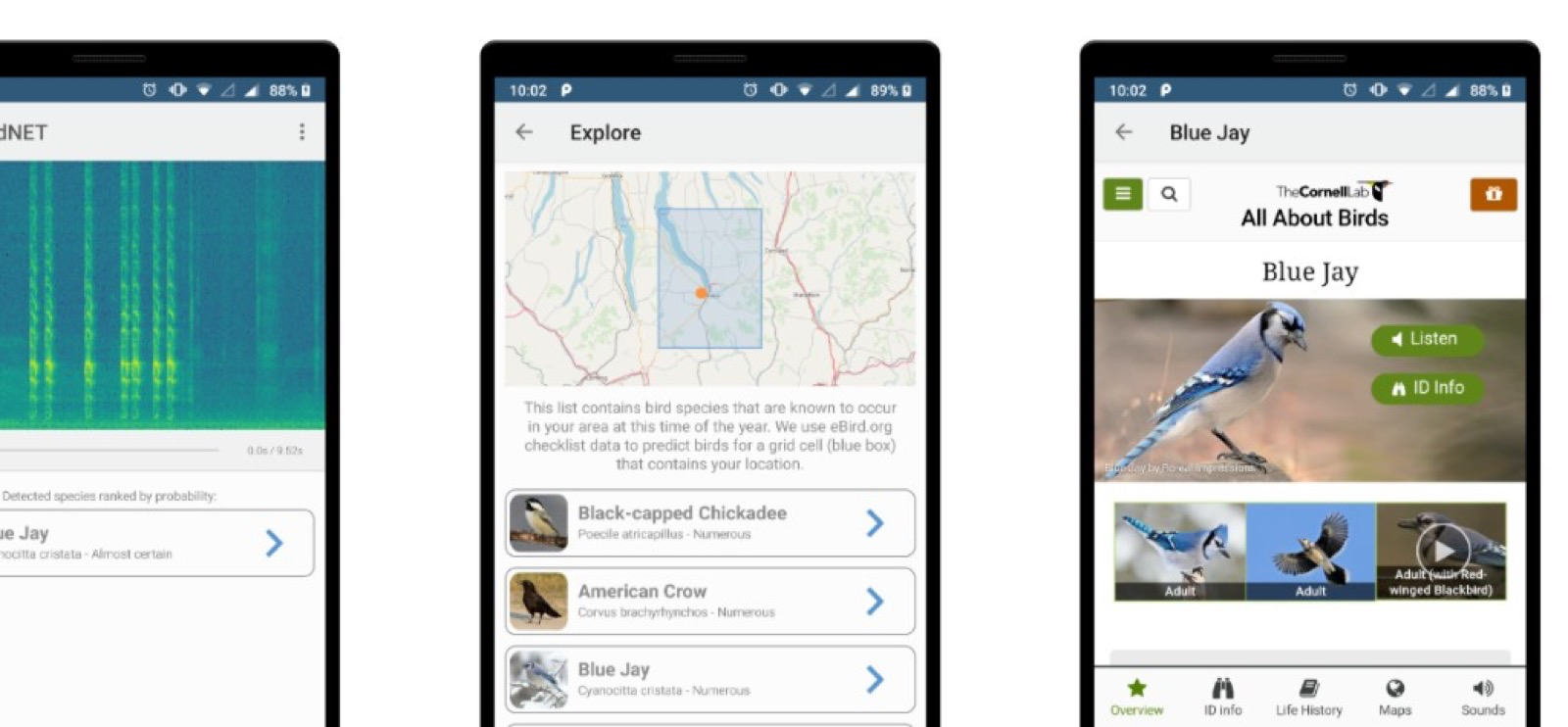 BirdNET app screens showing spectrogram, Explore map, and Blue Jay identification