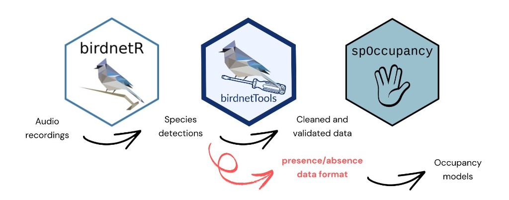 Workflow diagram showing audio recordings processed by birdnetR into species detections, then cleaned and validated with birdnetTools into presence/absence data for occupancy models in spOccupancy